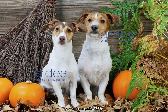  : DOG. Jack russell terriers with broom and pumpkins