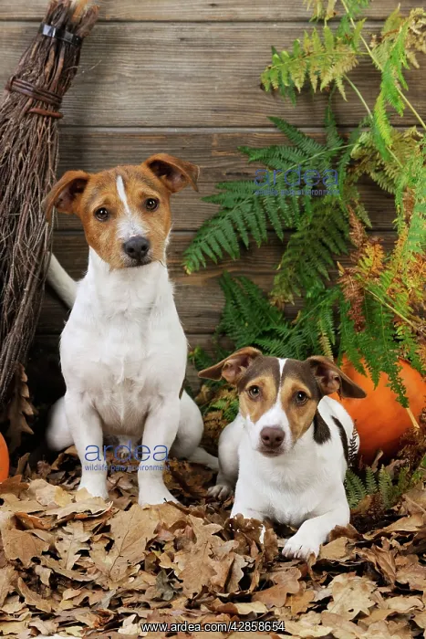 : DOG. Jack russell terriers with broom and pumpkins