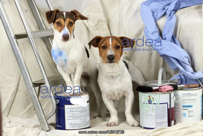 : DOG. Jack russell terriers painting and decorating : DOG. Jack russell terriers painting and decorating
