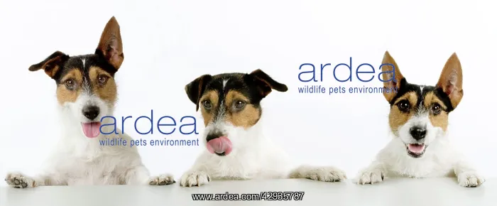 : Dog - Jack Russell Terriers. Three in a row : Dog - Jack Russell Terriers. Three in a row