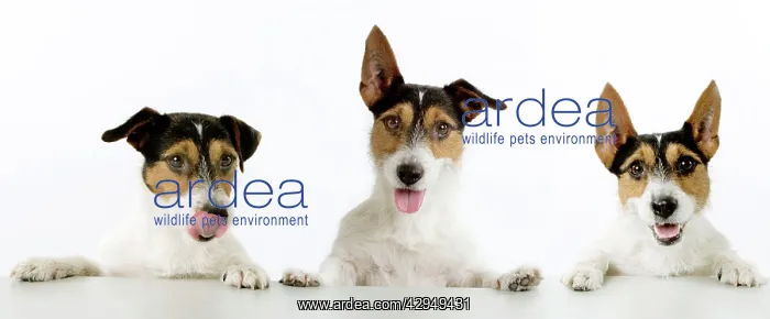 : Dog - Jack Russell Terriers. Three in a row : Dog - Jack Russell Terriers. Three in a row