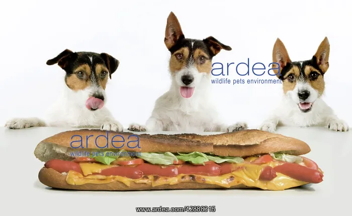 : Dog - Jack Russell Terriers. Three in a row dribbling : Dog - Jack Russell Terriers. Three in a row dribbling