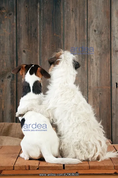  : DOG - Jack Russell Terriers - sitting together