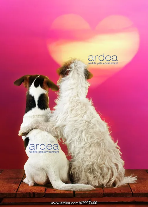 : DOG - Jack russell terriers sitting together : DOG - Jack russell terriers sitting together