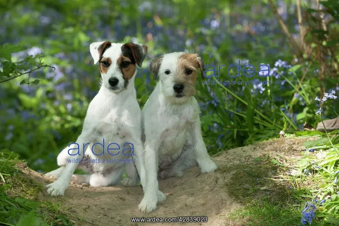 : DOG - Jack russell terriers sitting together in bluebells : DOG - Jack russell terriers sitting together in bluebells