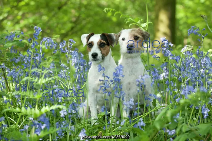 : DOG - Jack russell terriers sitting together in bluebells : DOG - Jack russell terriers sitting together in bluebells