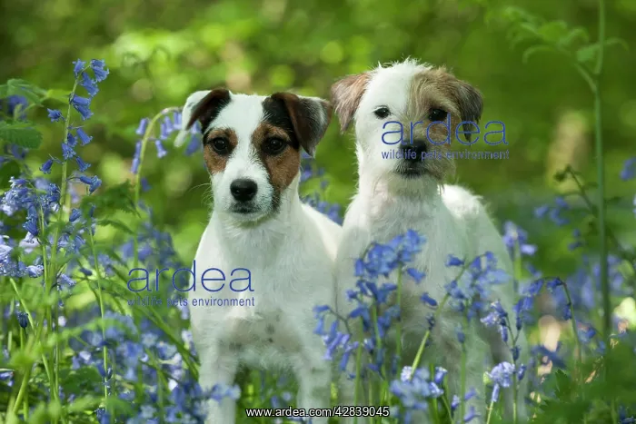 : DOG - Jack russell terriers standing together in bluebells : DOG - Jack russell terriers standing together in bluebells