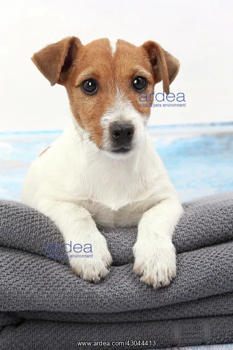  : Dog Jack Russell on towel