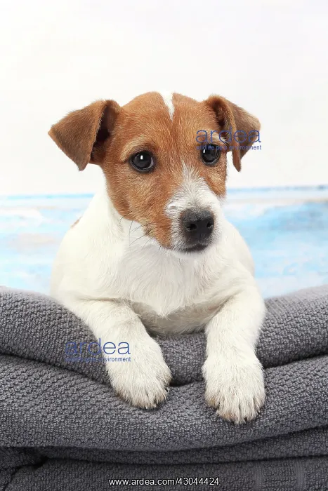  : Dog Jack Russell on towel