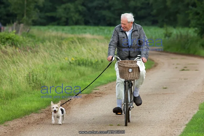 : Dog - Jack Russell - being walked by owner on bicycle : Dog - Jack Russell - being walked by owner on bicycle