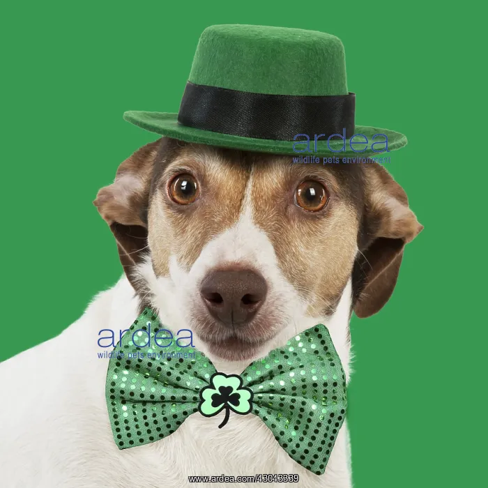 : DOG - Jack Russell wearing a green hat and green : DOG - Jack Russell wearing a green hat and green