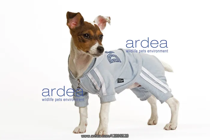  : Dog - Jack Russell - wearing sweatshirt vest