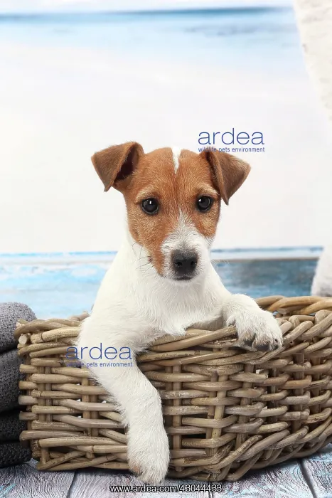  : Dog Jack Russell in wicker basket
