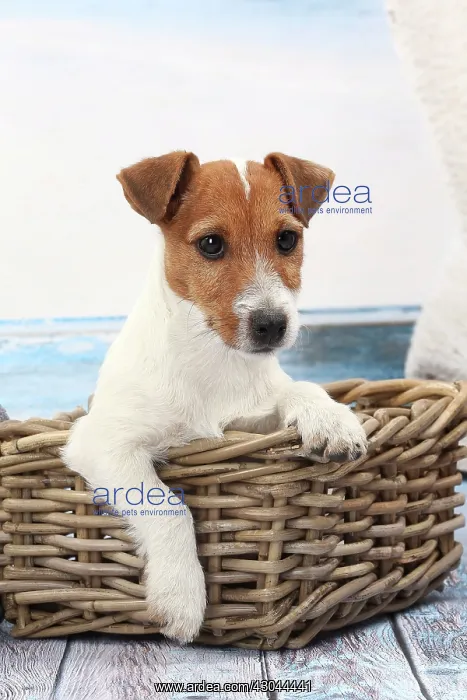  : Dog Jack Russell in wicker basket