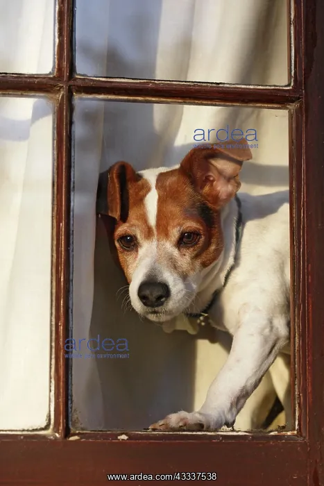  : Dog - Jack russell at window