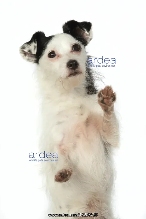 : DOG. Jack Russell X breed sitting with paws up : DOG. Jack Russell X breed sitting with paws up