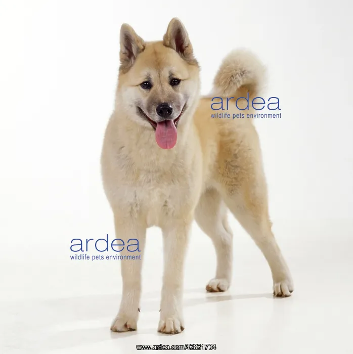  : DOG - Japanese Akita