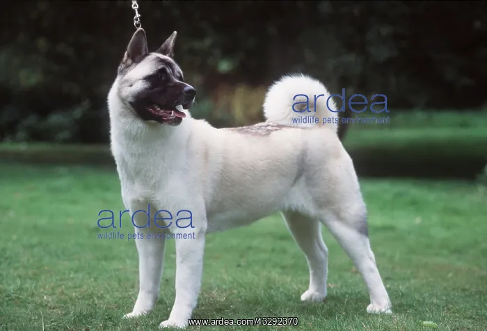 : Dog - Japanese Akita : Dog - Japanese Akita