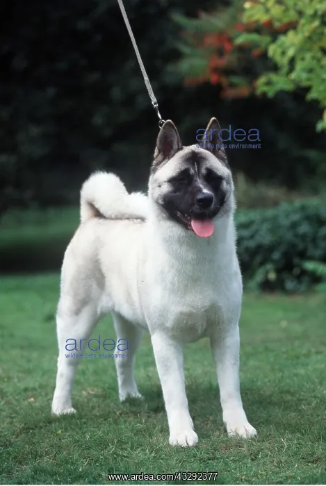 : Dog - Japanese Akita : Dog - Japanese Akita