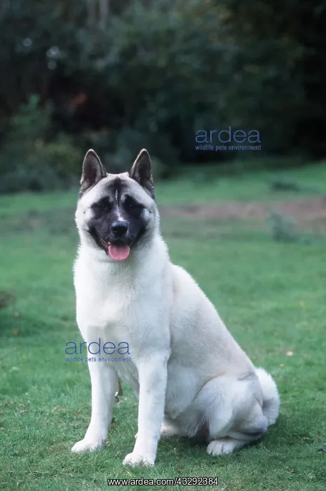  : Dog - Japanese Akita