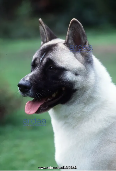: Dog - Japanese Akita, close-up of head : Dog - Japanese Akita, close-up of head