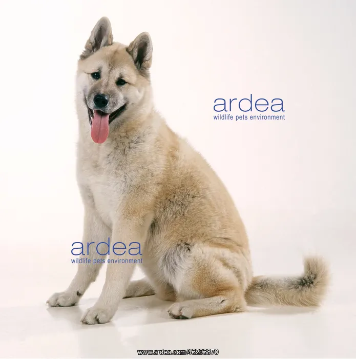 : DOG - JAPANESE AKITA SITS : DOG - JAPANESE AKITA SITS