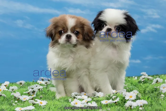  : Dog - Japanese Chin puppies