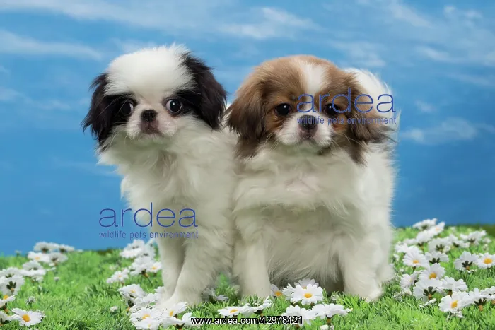  : Dog - Japanese Chin puppies