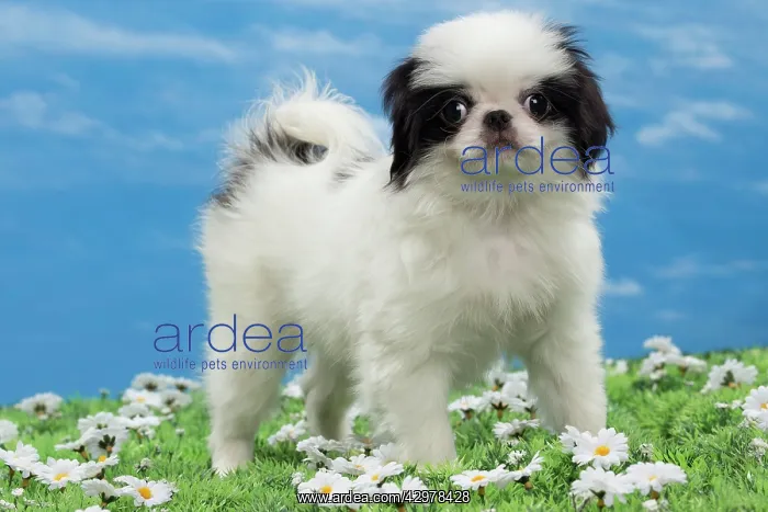  : Dog - Japanese Chin puppy