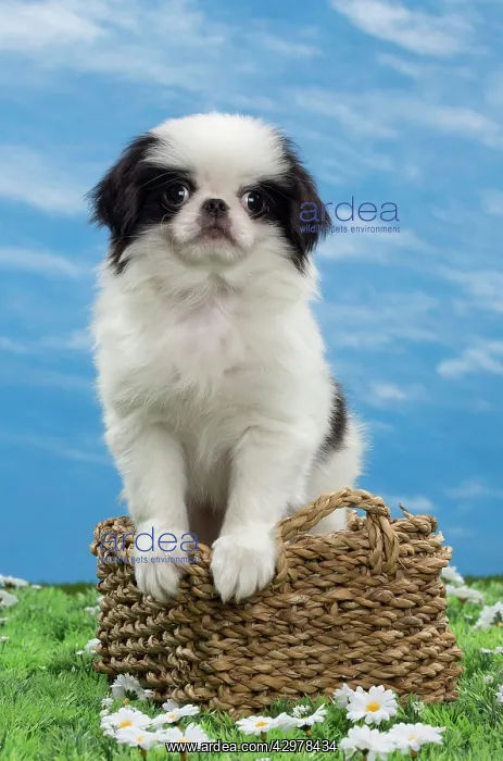  : Dog - Japanese Chin puppy