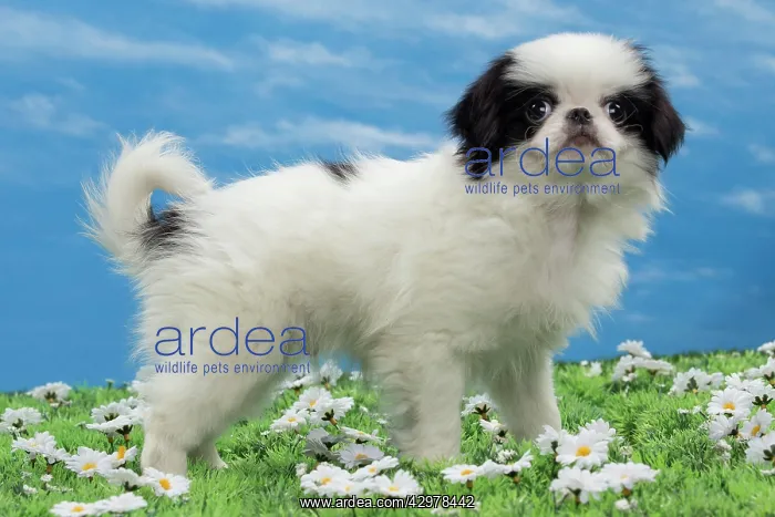  : Dog - Japanese Chin puppy