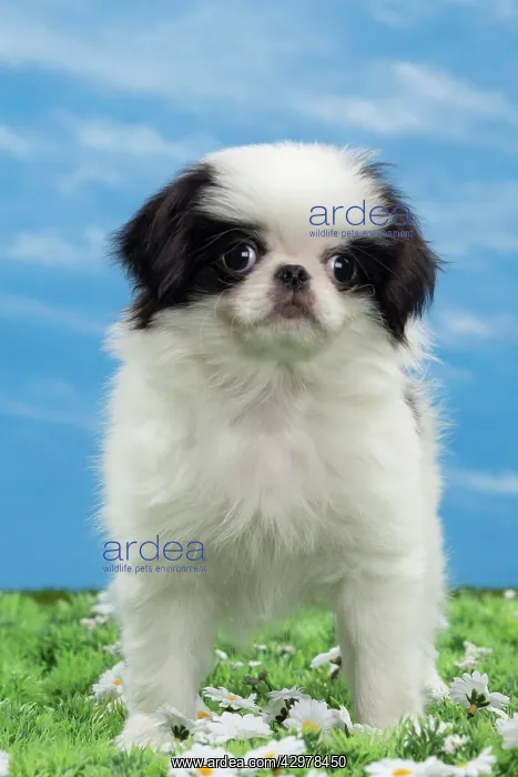  : Dog - Japanese Chin puppy