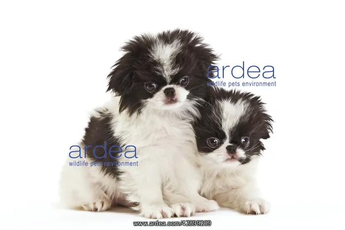 : Dog - Japanese Chin / Spaniel - puppies in studio : Dog - Japanese Chin / Spaniel - puppies in studio