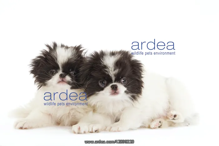 : Dog - Japanese Chin / Spaniel - puppies in studio : Dog - Japanese Chin / Spaniel - puppies in studio