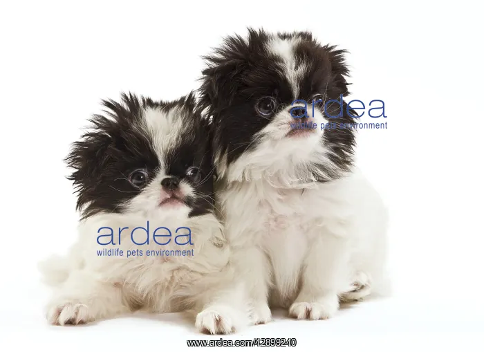 : Dog - Japanese Chin / Spaniel - puppies in studio : Dog - Japanese Chin / Spaniel - puppies in studio