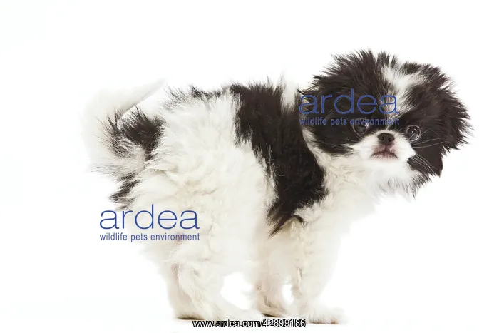 : Dog - Japanese Chin / Spaniel - puppy in studio : Dog - Japanese Chin / Spaniel - puppy in studio