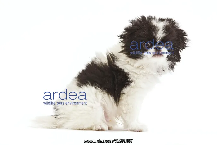 : Dog - Japanese Chin / Spaniel - puppy in studio : Dog - Japanese Chin / Spaniel - puppy in studio