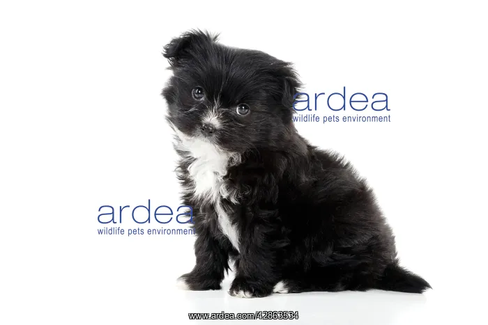  : DOG - Japanese chin x papillon