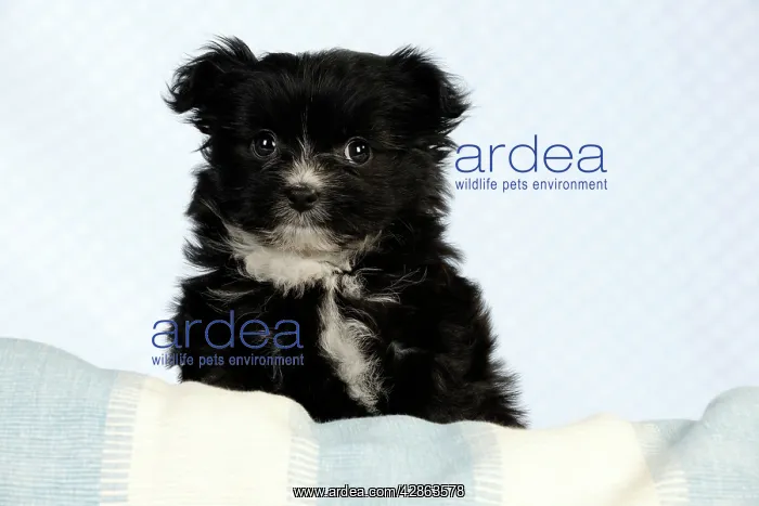  : DOG - Japanese chin x papillon