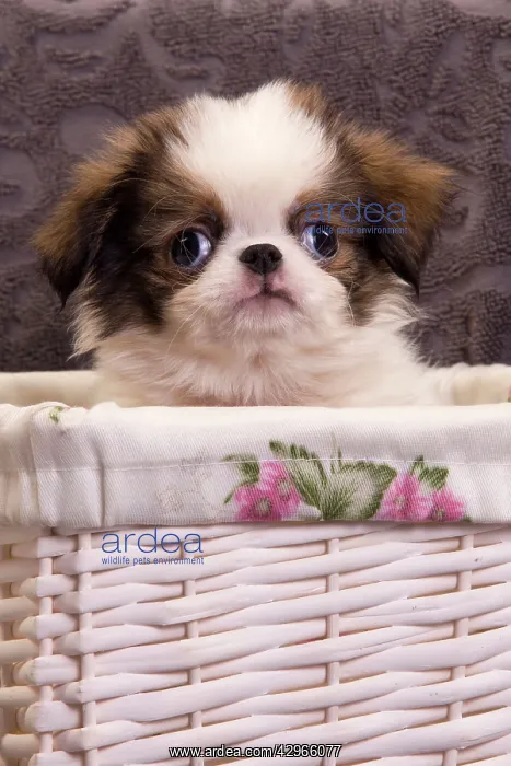  : Dog - Japanese Spaniel puppy