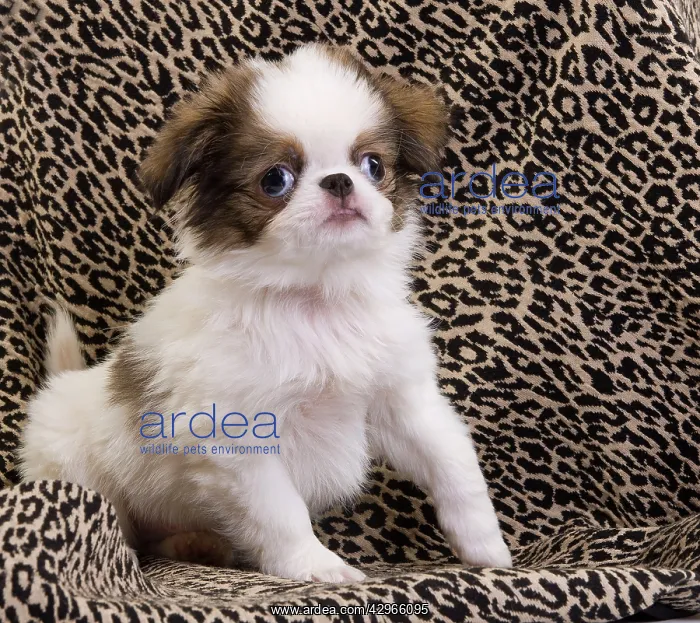  : Dog - Japanese Spaniel puppy
