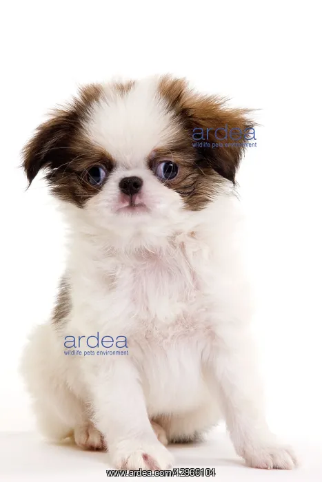  : Dog - Japanese Spaniel puppy
