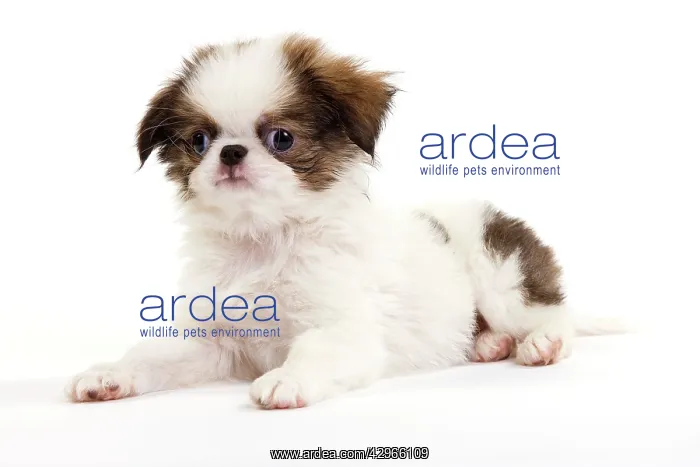  : Dog - Japanese Spaniel puppy