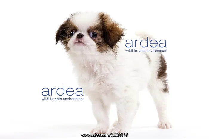  : Dog - Japanese Spaniel puppy