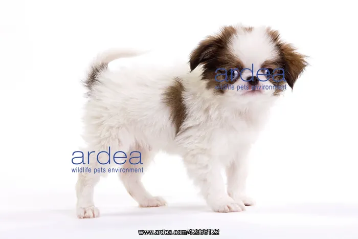  : Dog - Japanese Spaniel puppy