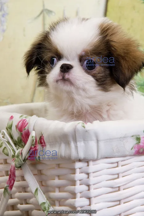  : Dog - Japanese Spaniel puppy in basket