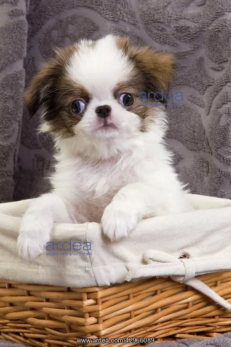  : Dog - Japanese Spaniel puppy in basket
