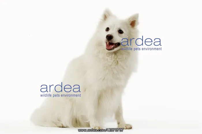  : Dog - Japanese Spitz