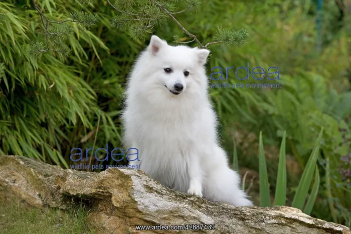  : Dog - Japanese Spitz