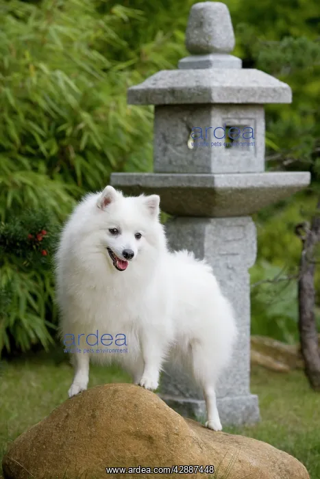  : Dog - Japanese Spitz